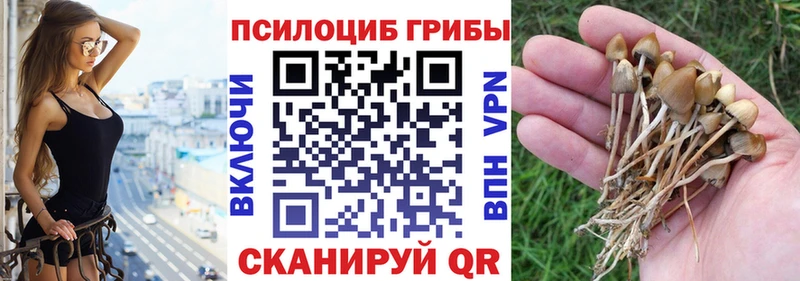 Купить закладки  Макаров  Псилоцибиновые грибы Magic Shrooms 